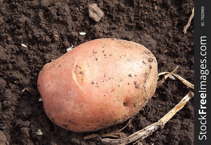 Potato on soil on a vegetable garden