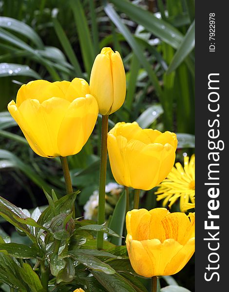 Yellow tulips with a few drops. Yellow tulips with a few drops.