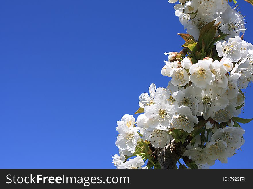 Delicate white cherry blossoms against a blue sky in springtime - with copy space