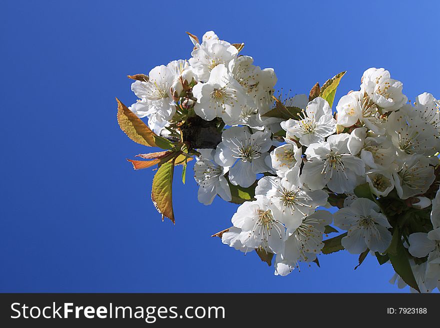 Delicate white cherry blossoms against a blue sky in springtime - with copy space. Delicate white cherry blossoms against a blue sky in springtime - with copy space