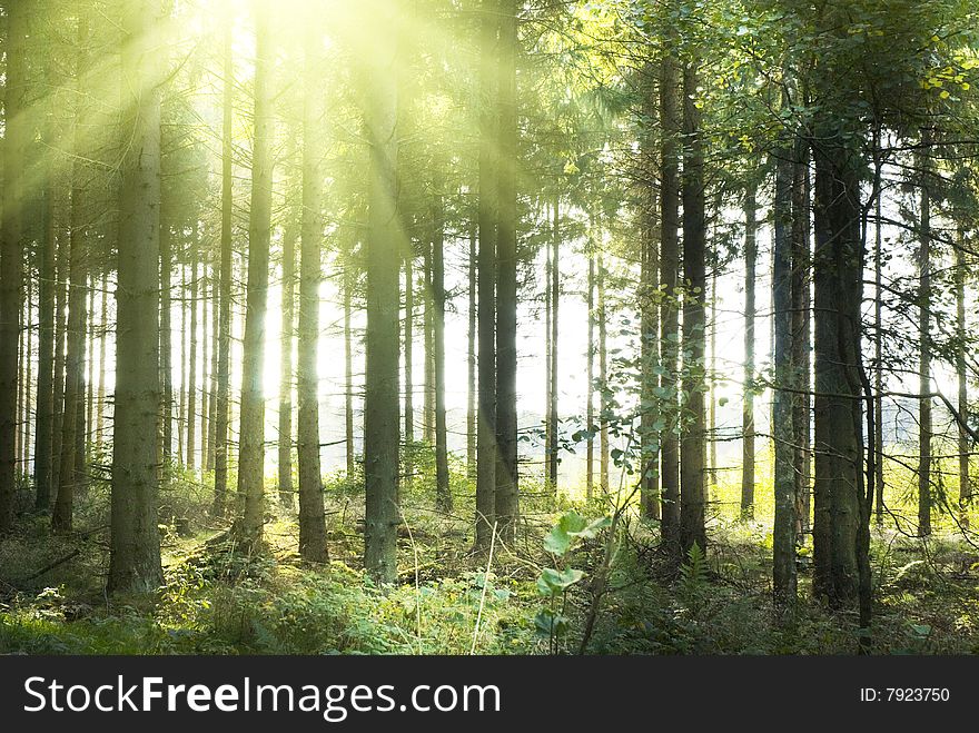 Beautiful morning in forest, background. Beautiful morning in forest, background