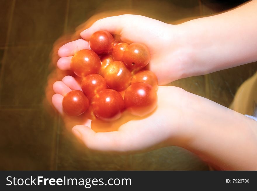 Big handfull of hot ripe organic farm tomatoes. Big handfull of hot ripe organic farm tomatoes