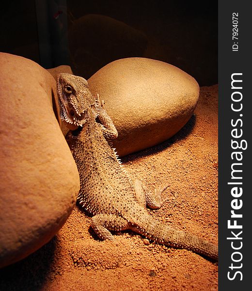Lizard sits on a stone