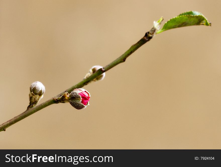 One beautiful bloom peach flower