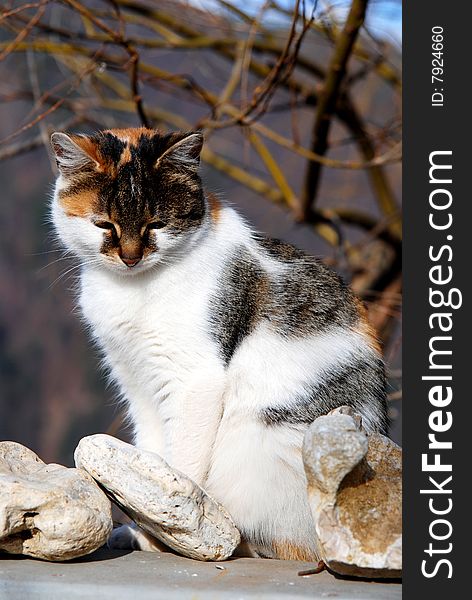 Cat on a fence of a village house. Cat on a fence of a village house.