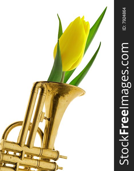 Yellow tulip in gold trumpet vintage isolated with path white background. Yellow tulip in gold trumpet vintage isolated with path white background