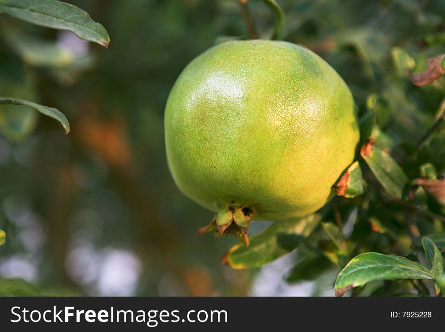 Green pomegranate on the tree