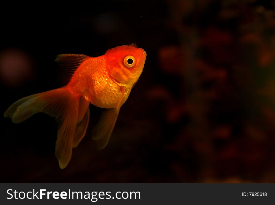 Gold small fish in an aquarium