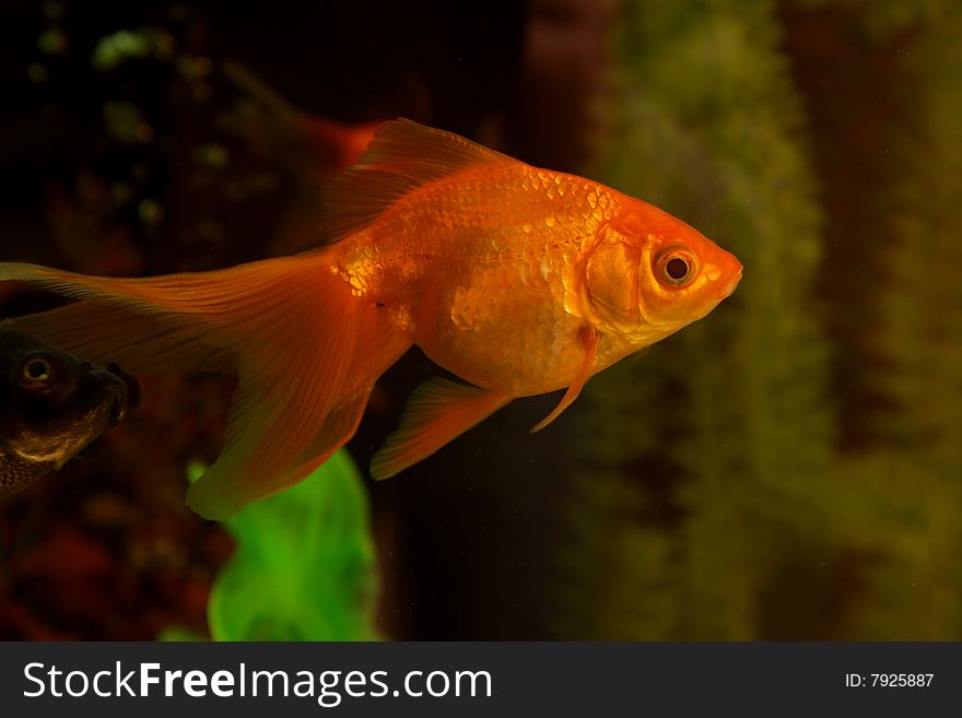 Gold small fish in an aquarium