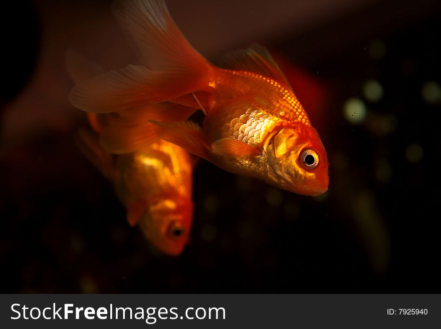 Gold small fish in an aquarium