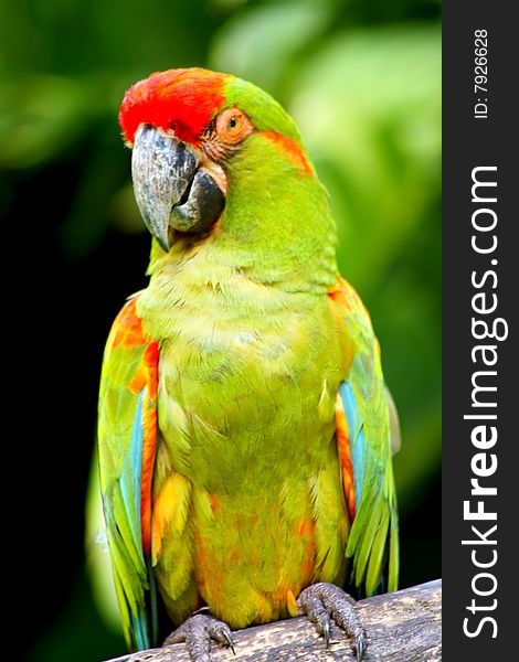 Close up of a beautiful green parrot sitting on a tree trunk. Close up of a beautiful green parrot sitting on a tree trunk.