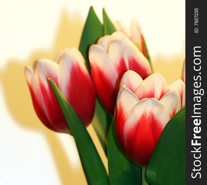 A beautiful red and white tulip bouquet