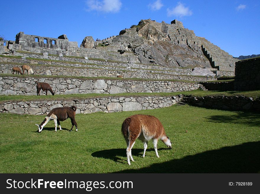 Machu picchu - lamas near pyramid (peru)