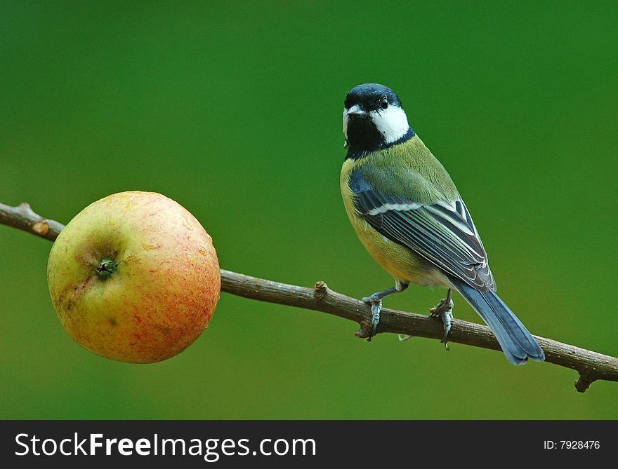 Great Tit with apple