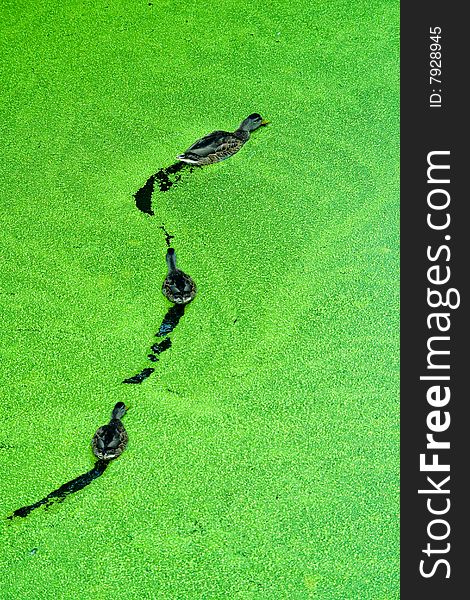 Three wild ducks feeding on the green plants on the surface of a lake.