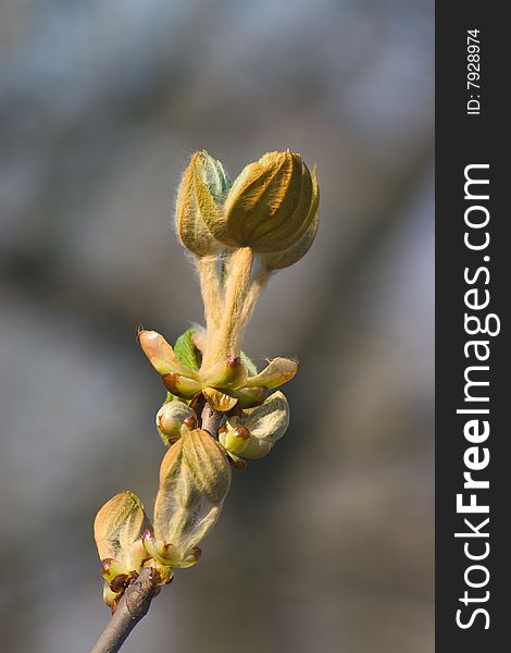 Leaf bud blossom out on chestnut twig