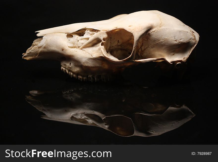 Photo of a deer skull on a reflective surface against a black background.