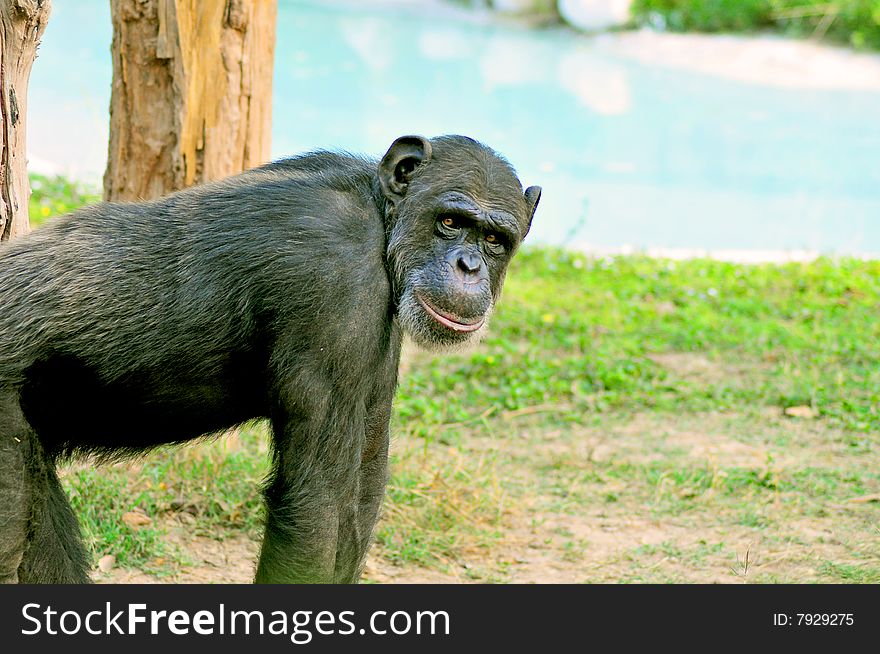 Chimpanzee looking beautiful in wild.