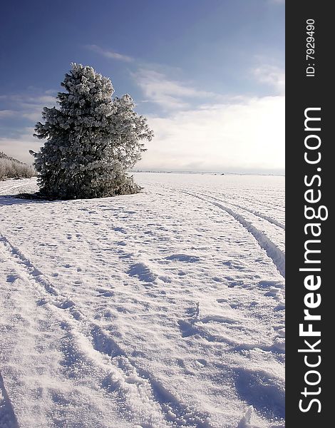 A frost covered tree in a snow covered field. A frost covered tree in a snow covered field.