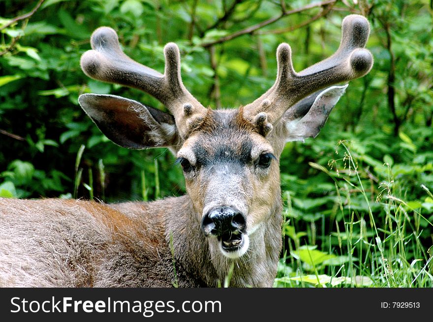 Black tail Deer Chewing Cud sitting down on a ridge