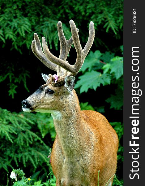 Black tail Deer Buck with flower on antler