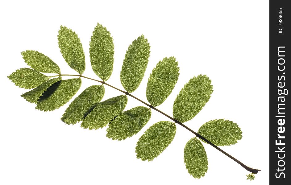 Leaf On White