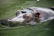 Hippopotamus Royalty Free Stock Photo Hippopotamus Royalty Free Stock Photo