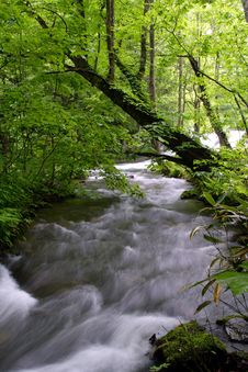 Oirase-gawa River Royalty Free Stock Photos Oirase-gawa River Royalty Free Stock Photos