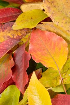 Fall Leaves Royalty Free Stock Image Fall Leaves Royalty Free Stock Image