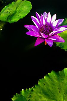 Lotus Water Lilly Royalty Free Stock Image Lotus Water Lilly Royalty Free Stock Image