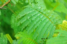Fern Leaf Royalty Free Stock Photo Fern Leaf Royalty Free Stock Photo