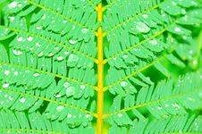Detail Of A Fern Leaf Stock Images