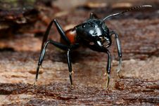 Black Big Head Ant Stock Photo