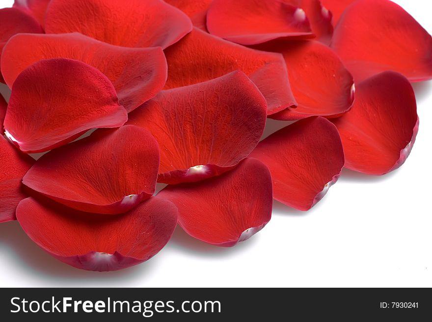 Red rose petals isolated on white background