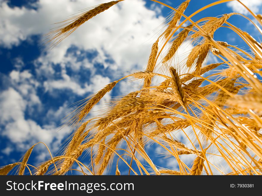 Golden wheat in the blue sky background