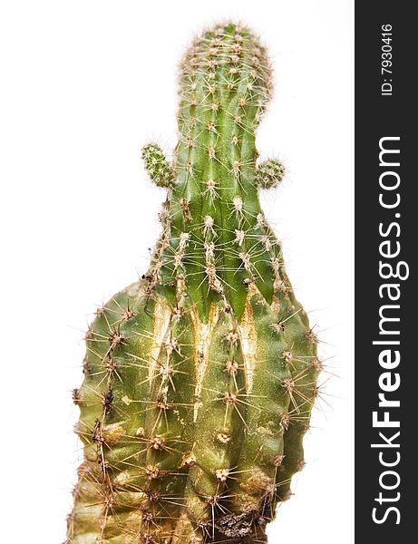 Cactus isolated on white background