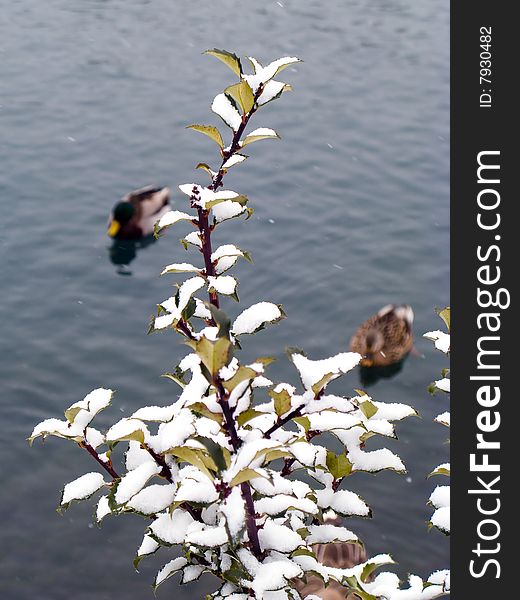 Snow sits on the leaves of a plant at a pond. Mallard ducks swim in the background. Snow sits on the leaves of a plant at a pond. Mallard ducks swim in the background.