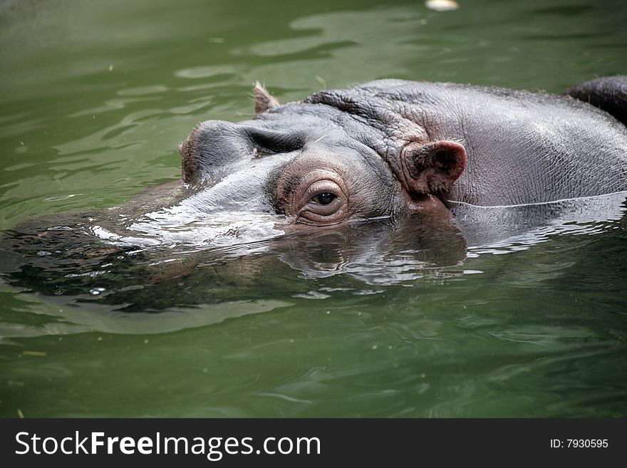 A large brown hippopotamus swimming in water