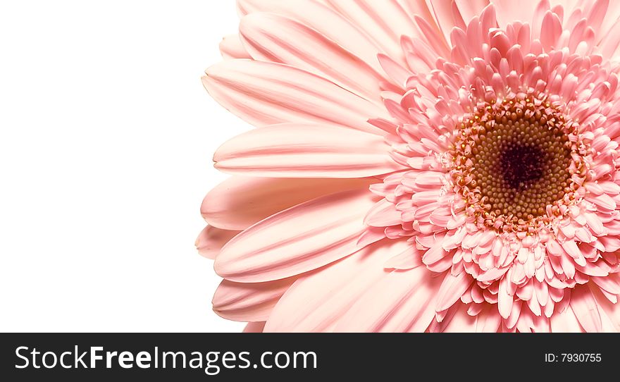 Beautiful daisy flower on white.