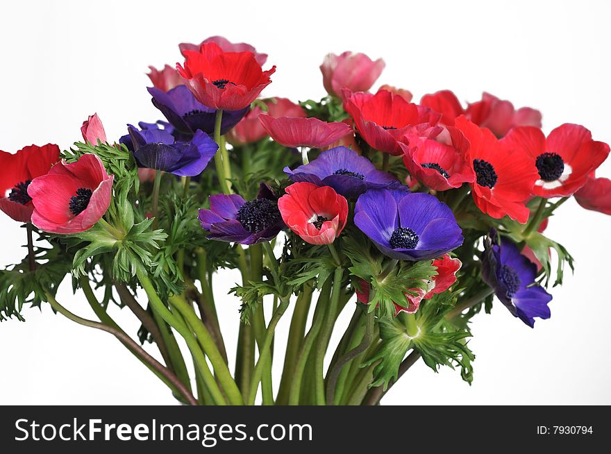 Isolated Anemone Bouquet with red and purple flowers