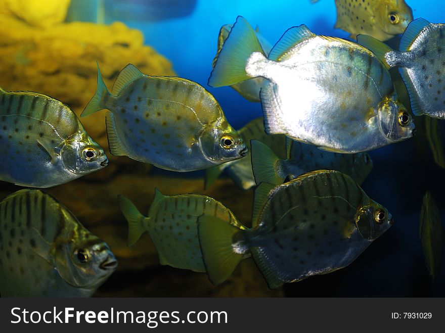 The colorful fishes in aquarium