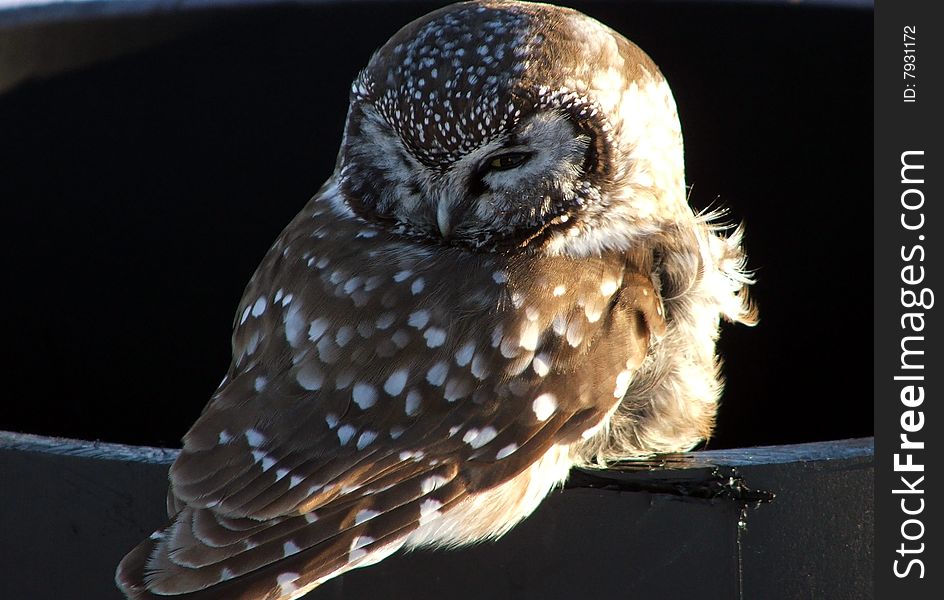 Owlet In Quebec,Canada