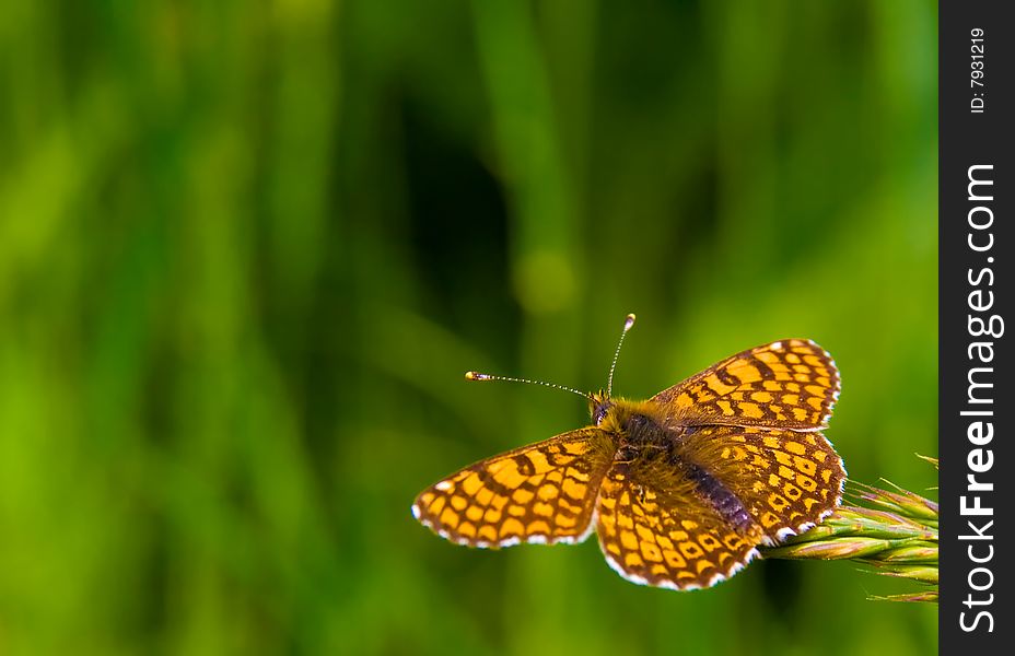 Orange butterfly on green background