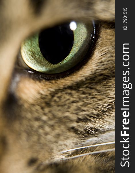 Closeup detail of a cats eye. Closeup detail of a cats eye.