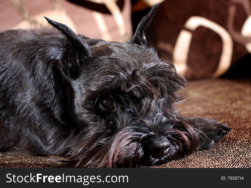 Small cute black dog lying sad