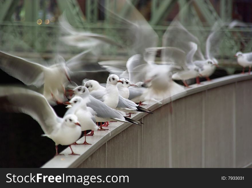 Seagulls at a Railing starting to fly