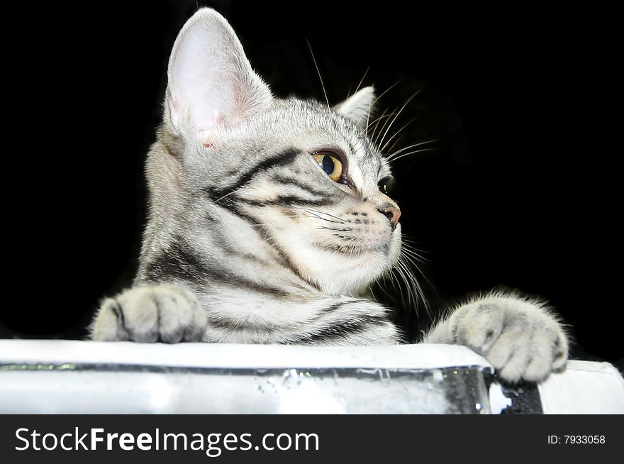 One cat on the black background