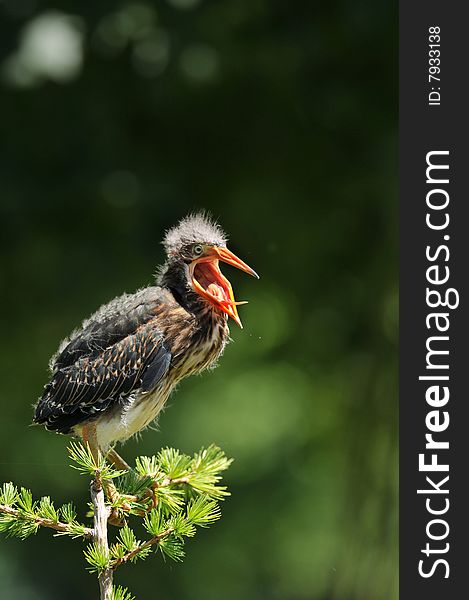 Green Heron Chick Yawning.