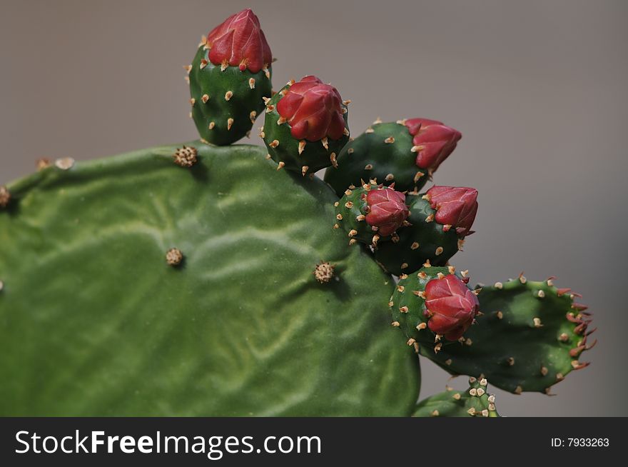 Prickly Pear Cactus on grey background