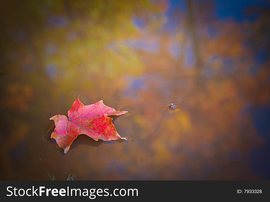 Leaf on water with reflection of autumn foliage
